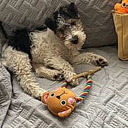 Choupette a rejoint le concours — aidez-le/la à gagner de superbes lots ! dog, puppy, toy, plush_toy, rope_toy, paw, fur, couch, blanket, quilted_blanket, bed, indoor, pet, relaxed, muzzle, whiskers, brown, white, sitting, playful