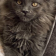 Perle a rejoint le concours — aidez-le/la à gagner de superbes lots ! kitten, cat, gray, furry, pet, animal, cute, eyes, whiskers, paws, blanket, couch, indoor, closeup, fur, young, sitting, portrait, cozy, relaxed