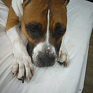 Ruby is registered to the contest to win money with this photo: dog, brown, white, close_up, lying_down, paws, nails, fur, pet, animal, indoor, bed, resting, calm, sleepy, canine, portrait, face, snout, ears