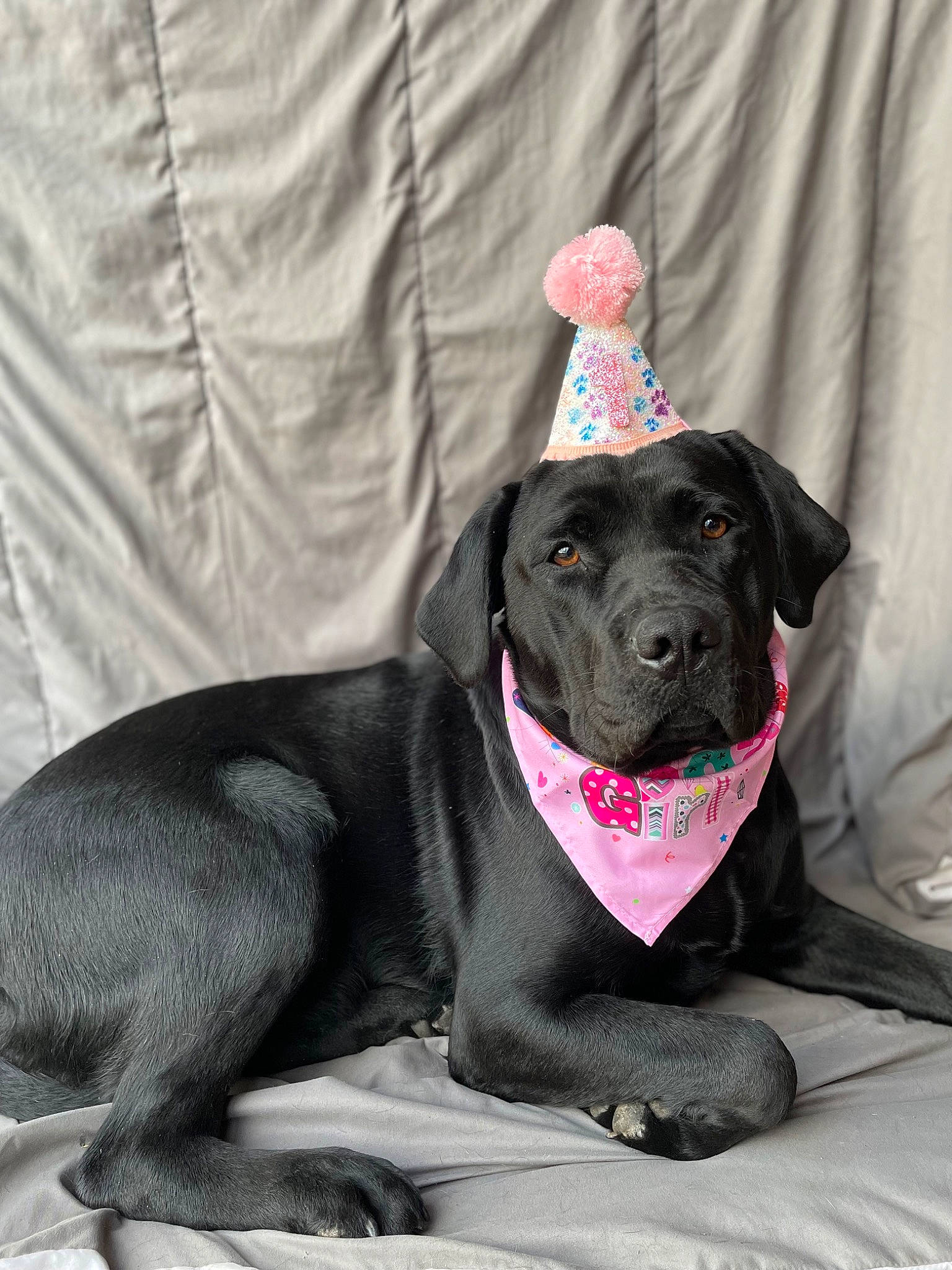 Ruby is registered to the contest to win money with this photo: borador, carnivore, collar, comfort, companion_dog, dog, dog_breed, dog_collar, dog_supply, fur, grey, guard_dog, gun_dog, pet_supply, retriever, sitting, snout, sporting_group, whiskers, working_animal