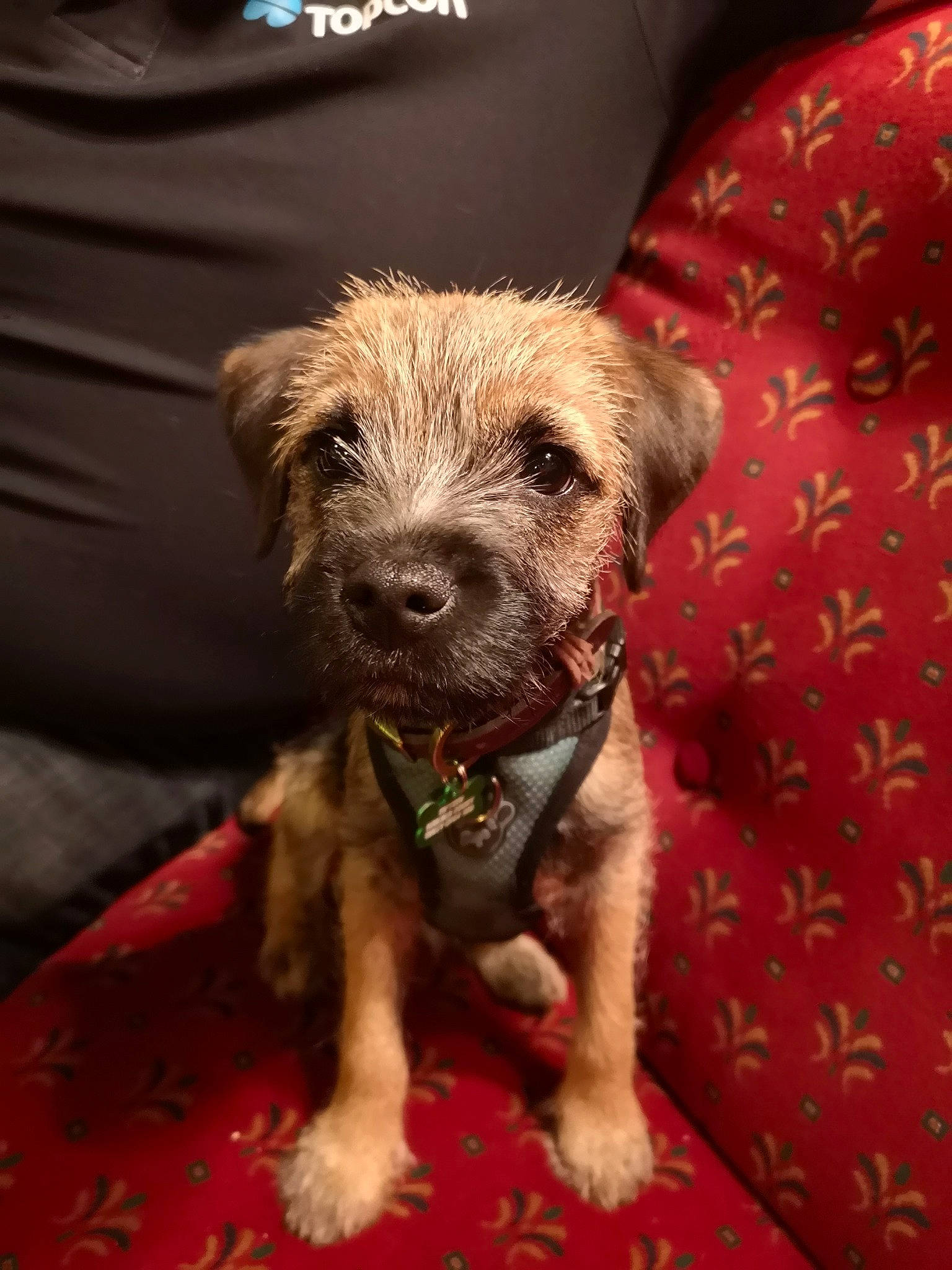 Bryn joined the competition — help win amazing prizes! border_terrier, cairn_terrier, canidae, carnivore, companion_dog, dog, dog_breed, dutch_smoushond, glen_of_imaal_terrier, irish_soft_coated_wheaten_terrier, mammal, puppy, rare_breed_dog, schnoodle, small_terrier, snout, sporting_group, sporting_lucas_terrier, terrier, vertebrate
