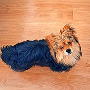 Poupy participe au concours pour gagner de l'argent avec cette photo : adorable, animal, black, brown, canine, companion, curious, cute, dog, domestic_animal, fluffy, friendly, fur, indoor, looking_up, mammal, pet, portrait, small_dog, wooden_floor