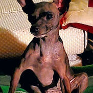 Pinky is registered to the contest to win money with this photo: alert, animal, blanket, brown_dog, companion, cozy, cushion, cute, dog, domestic, ears, fur, indoor, pet, portrait, resting, shadow, sitting, small_dog, texture