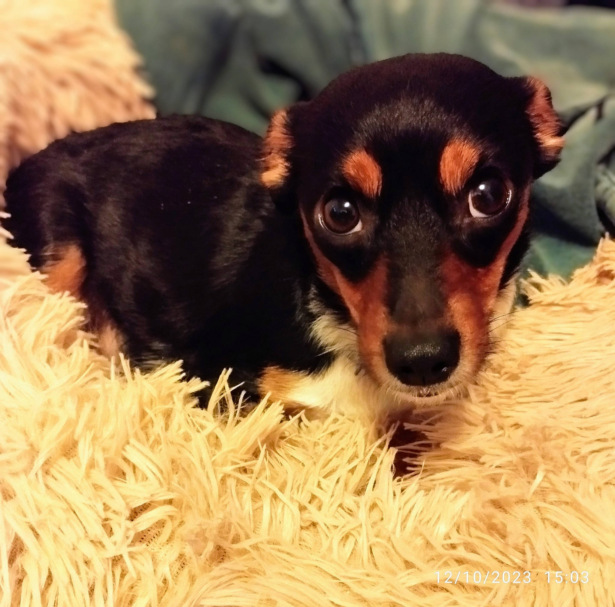 Molli is registered to the contest to win money with this photo: carnivore, companion_dog, corgi_chihuahua, dog, dog_breed, event, fawn, fur, grass, guard_dog, hay, liver, russkiy_toy, snout, straw, terrestrial_animal, toy_dog, whiskers, working_animal, working_dog