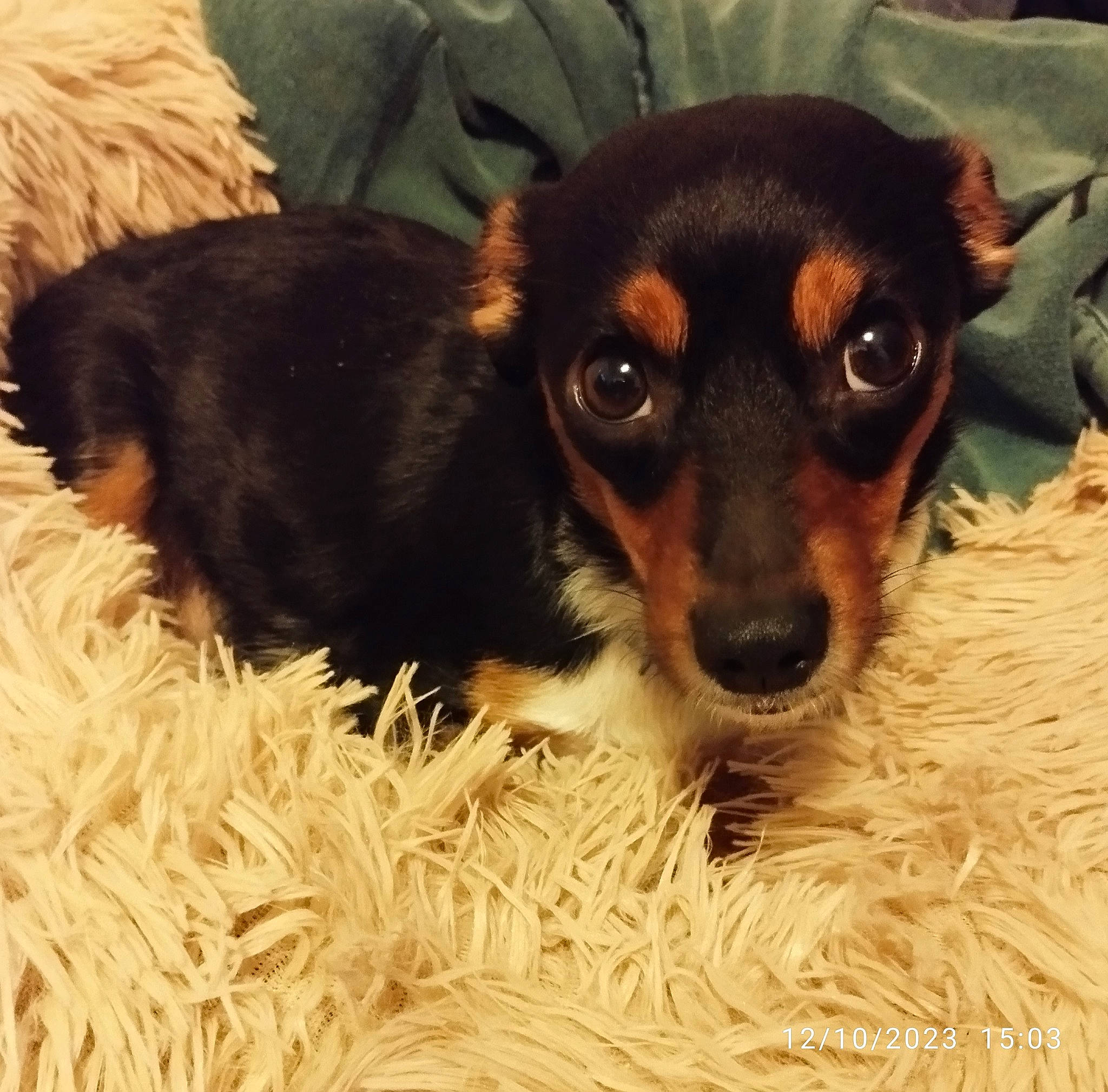 Molli is registered to the contest to win money with this photo: carnivore, companion_dog, dog, dog_breed, ear, fawn, fur, hay, liver, mammal, paw, pet_supply, pinscher, snout, sporting_group, terrestrial_animal, toy_dog, whiskers, working_animal, working_dog