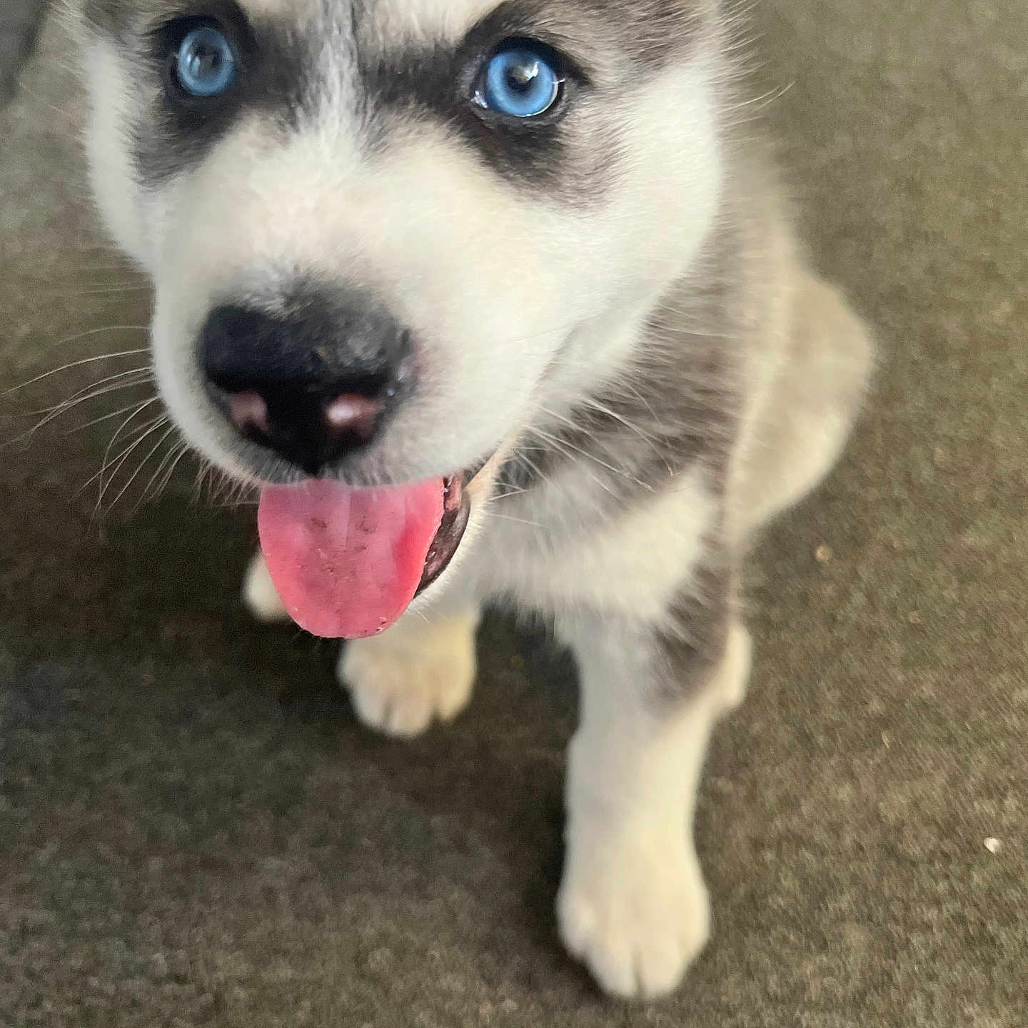 Bella is registered to the contest to win money with this photo: animal, blue_eyes, carpet, close_up, cute, dog, face, fur, husky, indoor, looking_up, mammal, nose, paws, pet, playful, puppy, tongue_out, whiskers, young