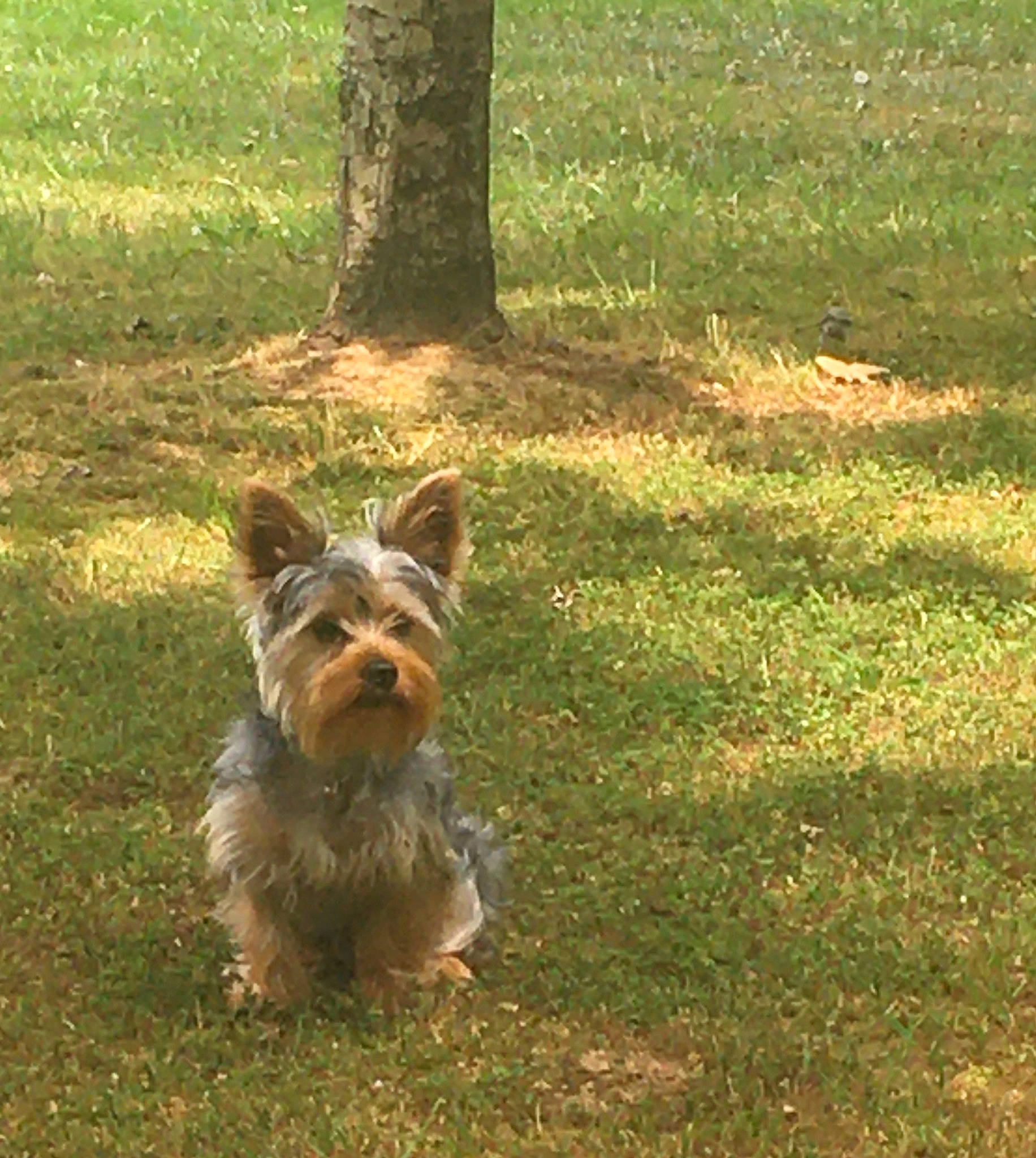 Max is registered to the contest to win money with this photo: canidae, carnivore, companion_dog, dog, dog_breed, fawn, grass, grassland, groundcover, plant, small_terrier, snout, sporting_group, tail, terrier, tree, working_animal, working_dog, working_terrier