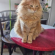Ginger a rejoint le concours — aidez-le/la à gagner de superbes lots ! cat, orange_cat, fluffy, long_hair, table, wooden_table, red_table, chair, indoor, houseplant, flower, potted_plant, floor_tiles, domestic_cat, pet, feline, sitting, looking_down, whiskers, cozy