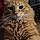 Ginger