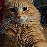 Ginger a rejoint le concours — aidez-le/la à gagner de superbes lots ! cat, orange_tabby, fluffy_fur, whiskers, pet, indoor, close_up, portrait, animal, feline, cute, wide_eyes, soft_fur, domestic_cat, tabby_pattern, whiskers_visible, front_paws, nighttime, cozy, curious