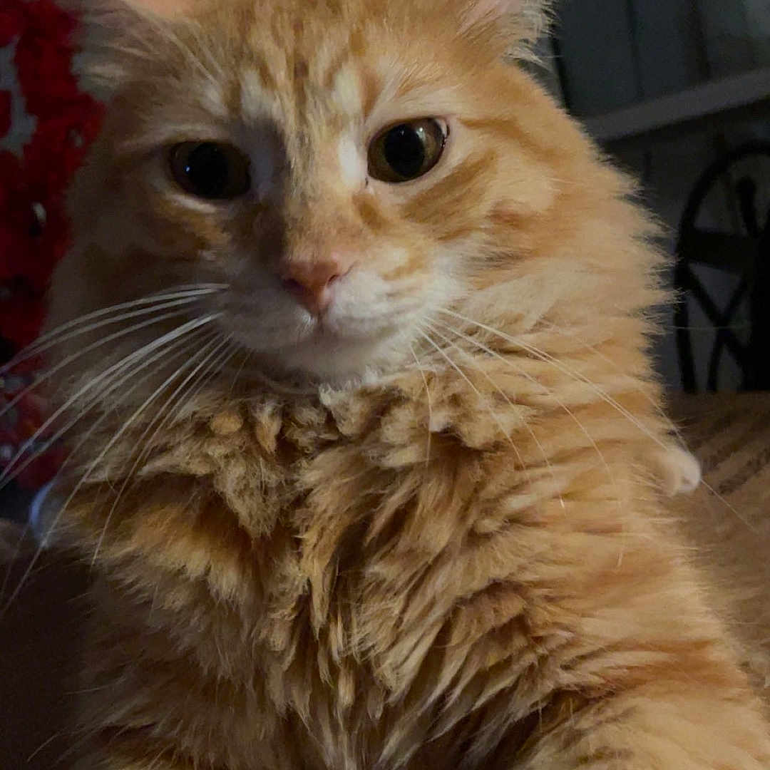 Ginger
