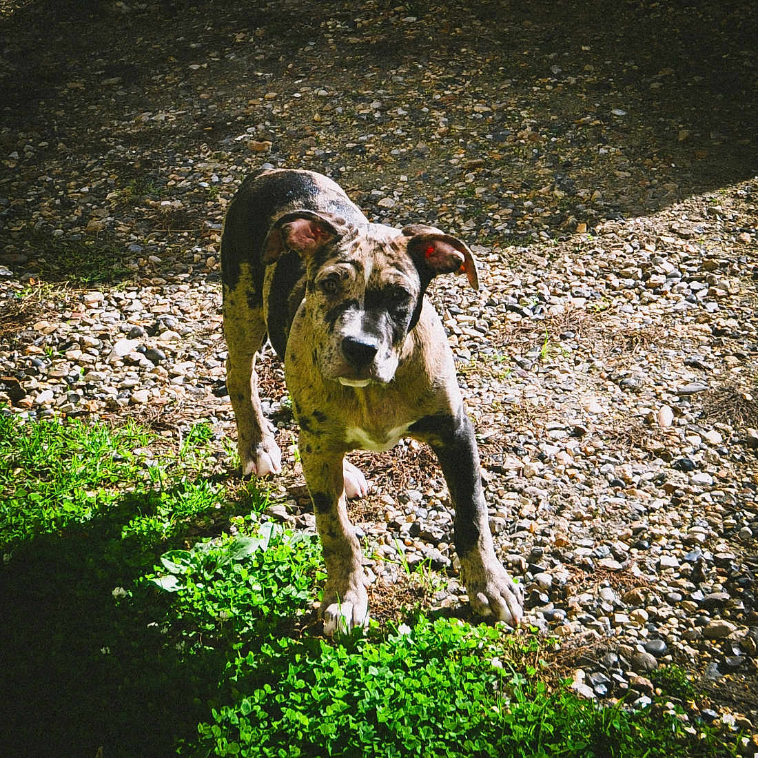 Shadow a rejoint le concours — aidez-le/la à gagner de superbes lots ! alert, animal, canine, curious, daylight, dog, ears, four_legs, grass, gravel, ground, mammal, nature, outdoor, pet, shadow, spotted, standing, sunlight, young