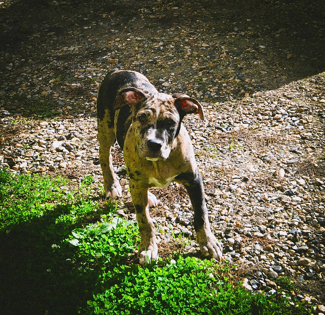 Shadow a rejoint le concours — aidez-le/la à gagner de superbes lots ! dog, outdoor, grass, gravel, sunlight, shadow, pet, animal, spotted, alert, nature, daylight, mammal, ears, four_legs, standing, curious, ground, young, canine