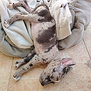 Shadow a rejoint le concours — aidez-le/la à gagner de superbes lots ! puppy, dog, sleeping, resting, blanket, tile_floor, spotted, fur, pet, cozy, indoors, relaxing, ear, paw, animal, cute, young, domestic, napping, comfortable