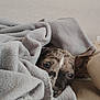 Shadow a rejoint le concours — aidez-le/la à gagner de superbes lots ! dog, puppy, blanket, cozy, snuggling, soft, sleepy, indoor, bed, comfort, fur, animal, pet, resting, cute, relaxing, warm, face, ears, closeup