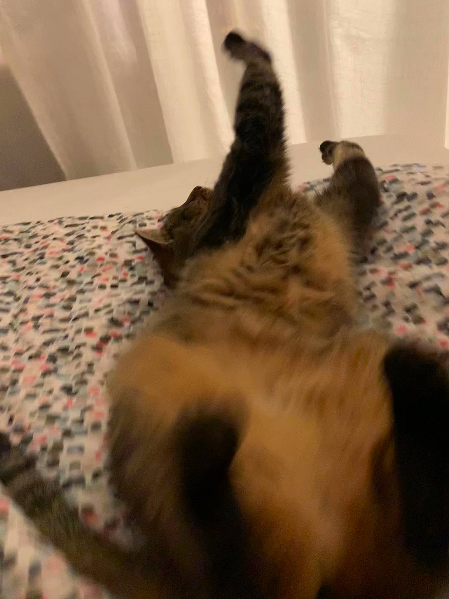 Moka participe au concours pour gagner de l'argent avec cette photo : bed, canidae, carnivore, cat, comfort, dog_breed, domestic_short_haired_cat, fawn, felidae, floor, flooring, fur, hardwood, linens, paw, small_to_medium_sized_cats, snout, tail, whiskers, wood