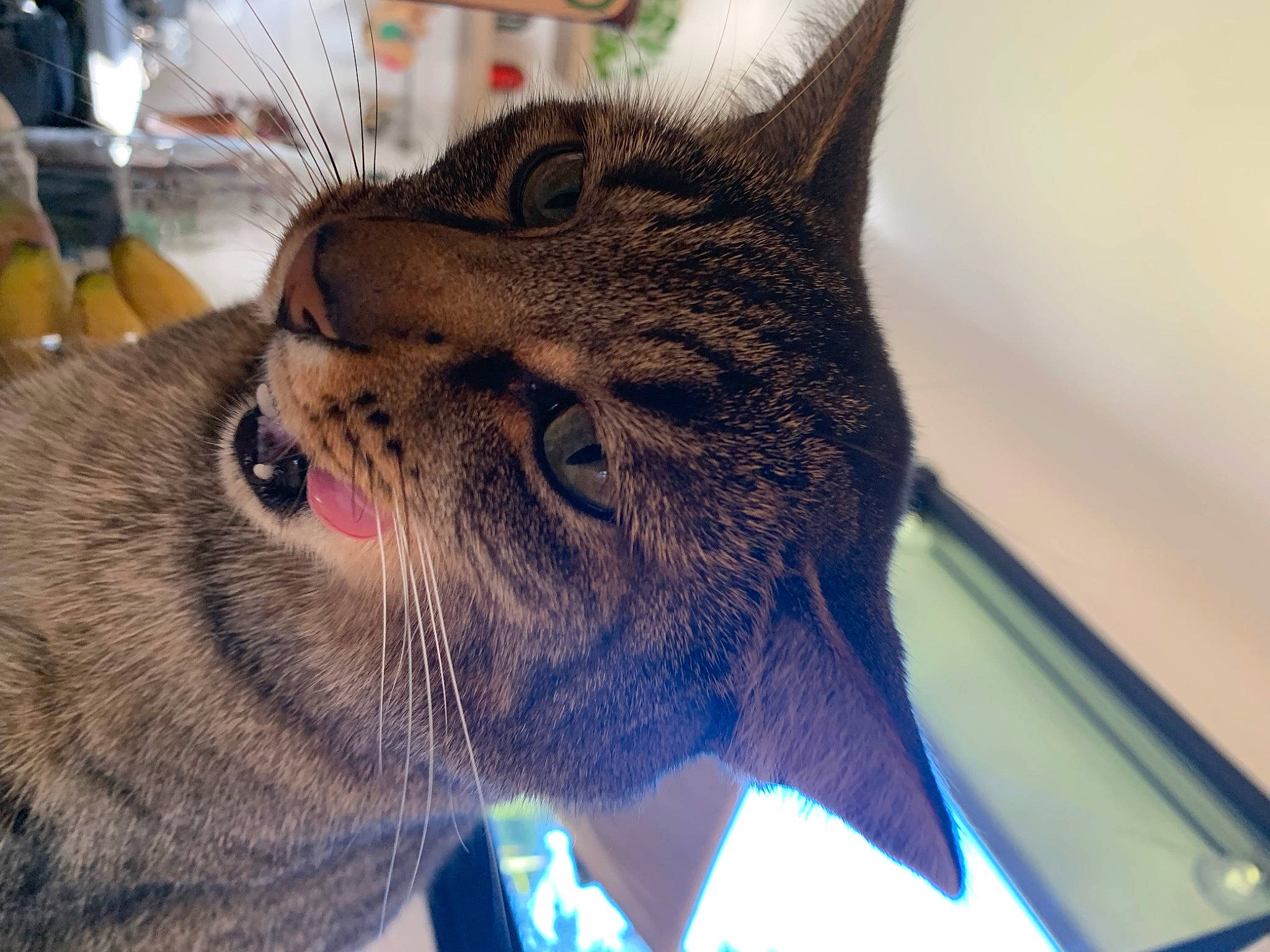 Moka participe au concours pour gagner de l'argent avec cette photo : bobcat, carnivore, cat, close_up, domestic_short_haired_cat, ear, electric_blue, fang, felidae, fur, jaw, lynx, metal, organism, paw, small_to_medium_sized_cats, snout, whiskers