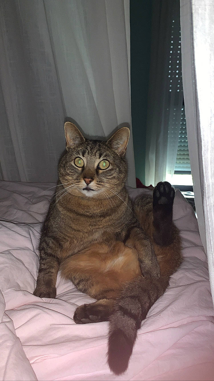 Moka participe au concours pour gagner de l'argent avec cette photo : carnivore, cat, claw, comfort, curtain, domestic_short_haired_cat, door, fawn, felidae, fur, grey, paw, sitting, small_to_medium_sized_cats, snout, tail, terrestrial_animal, whiskers, window, window_covering