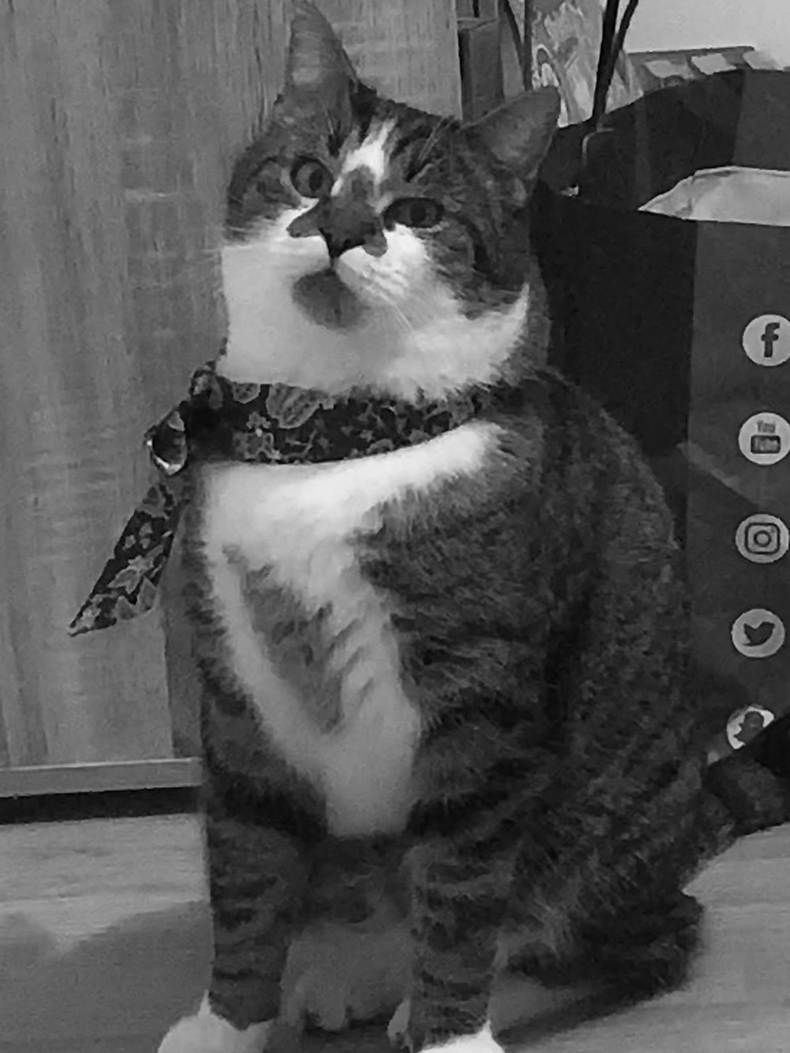 Petit-coeur a rejoint le concours — aidez-le/la à gagner de superbes lots ! art, black_and_white, carnivore, cat, domestic_short_haired_cat, eye, felidae, fur, grey, monochrome, monochrome_photography, paw, sitting, small_to_medium_sized_cats, snout, stock_photography, style, tail, whiskers, white