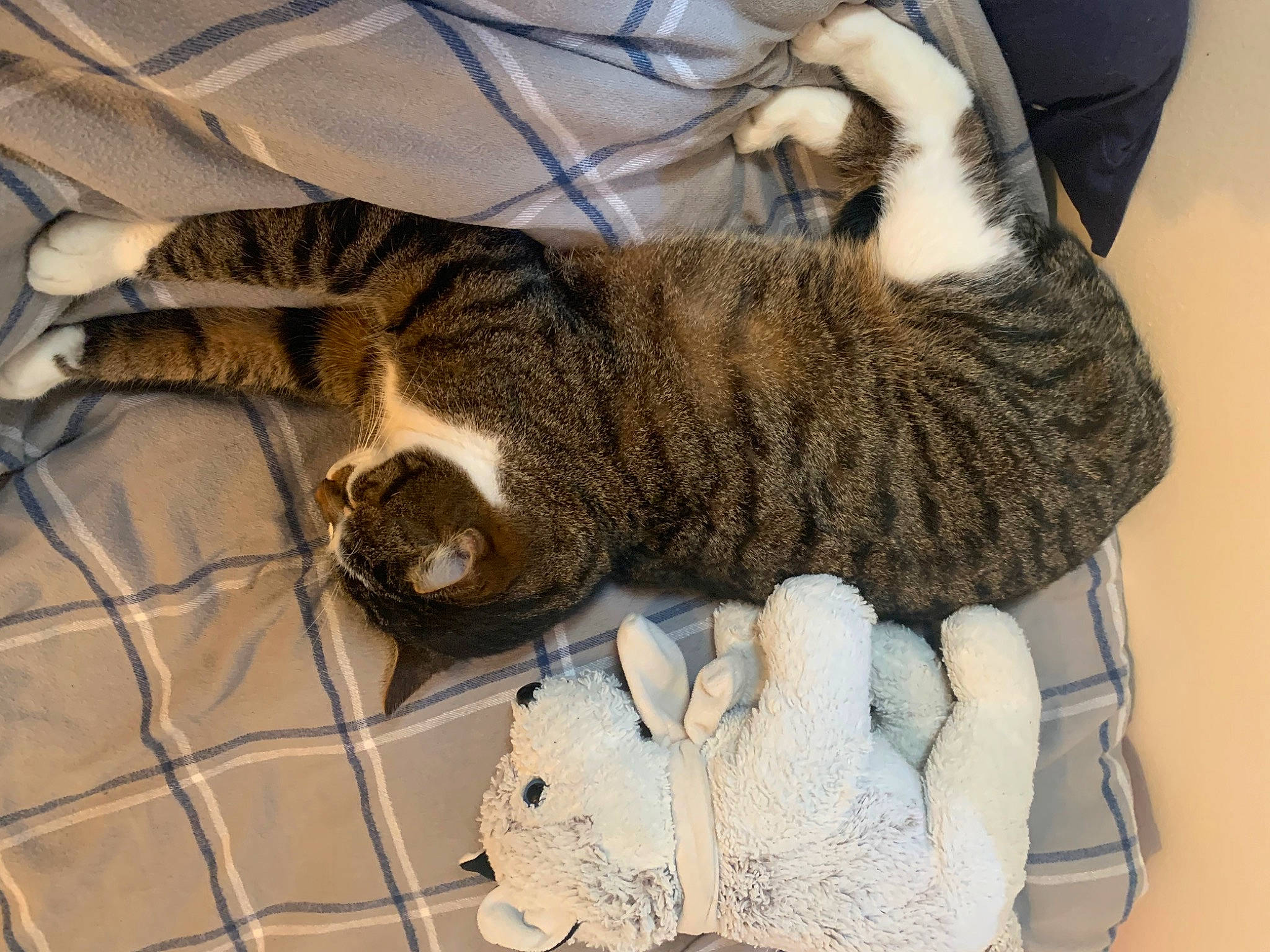 Petit-coeur participe au concours pour gagner de l'argent avec cette photo : animal_shelter, carnivore, cat, cat_bed, claw, comfort, domestic_short_haired_cat, felidae, fur, grey, mesh, nap, paw, sleep, small_to_medium_sized_cats, snout, tail, terrestrial_animal, toy, whiskers