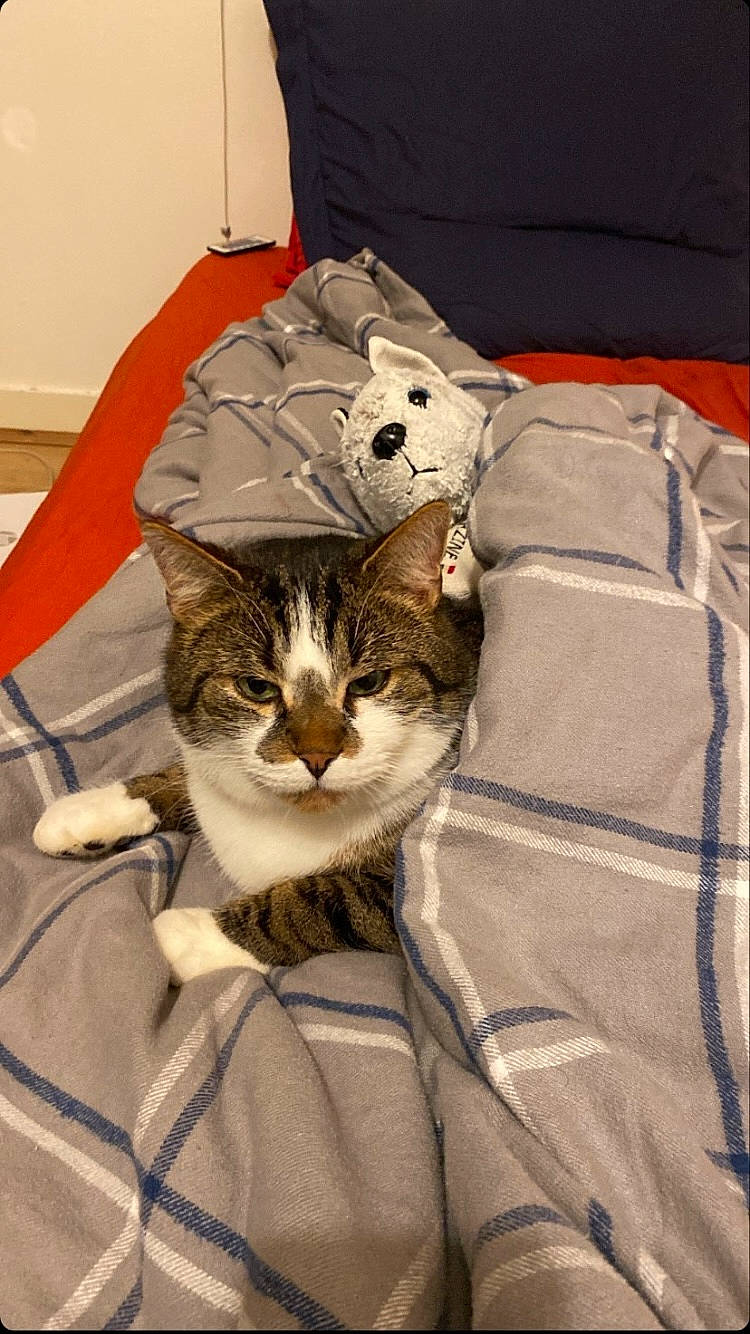 Petit-coeur participe au concours pour gagner de l'argent avec cette photo : bag, carnivore, cat, comfort, domestic_short_haired_cat, felidae, fur, grey, linens, room, sleeve, small_to_medium_sized_cats, tail, terrestrial_animal, textile, whiskers