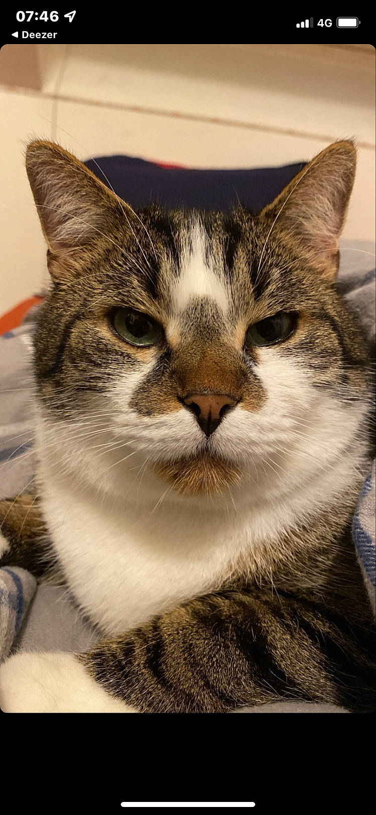 Petit-coeur a rejoint le concours — aidez-le/la à gagner de superbes lots ! carnivore, cat, domestic_short_haired_cat, eye, felidae, fur, head, iris, paw, small_to_medium_sized_cats, snout, terrestrial_animal, tree, whiskers, wildlife, window