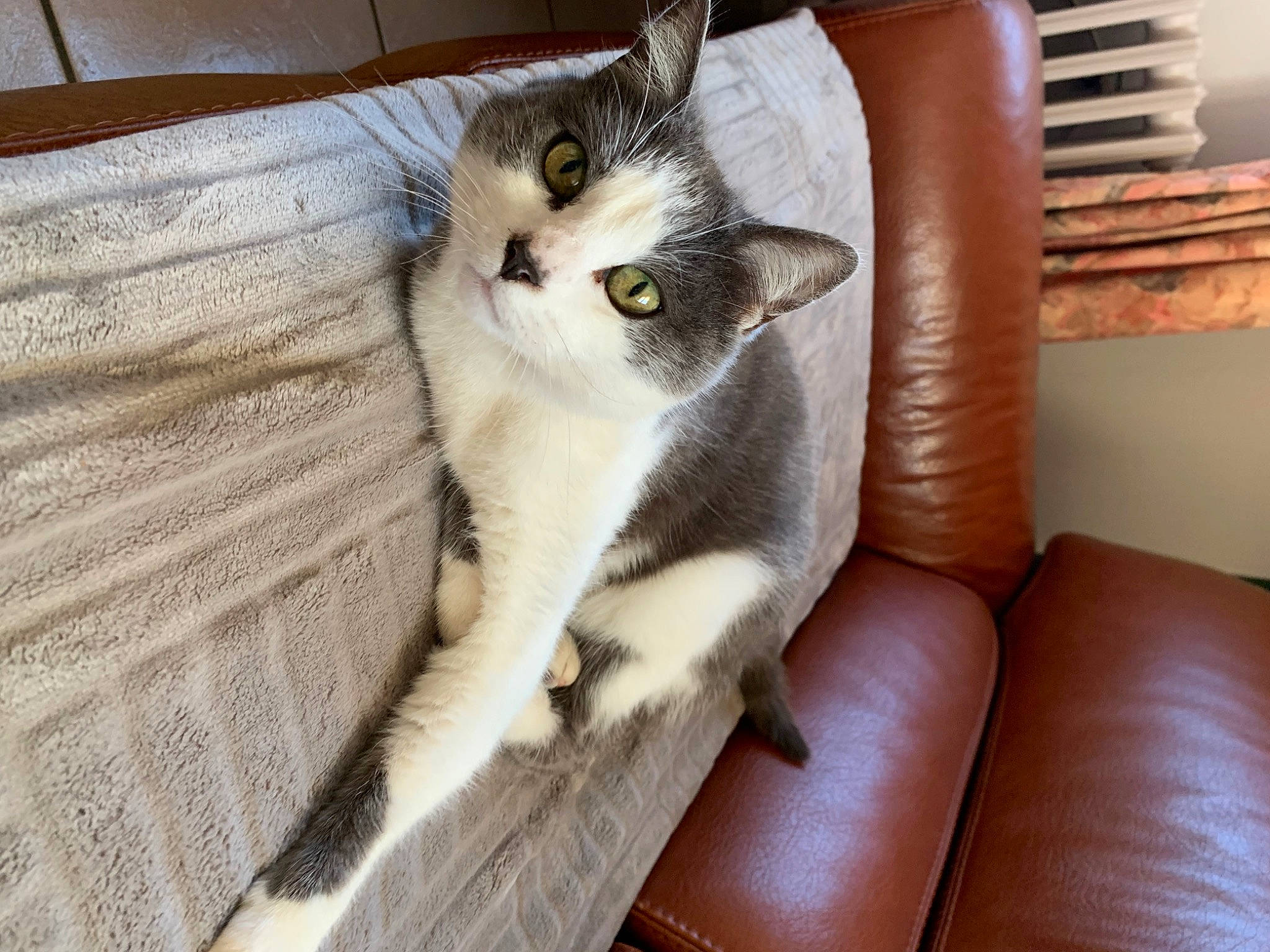 Matcha participe au concours pour gagner de l'argent avec cette photo : balinese, box, carnivore, cat, claw, comfort, couch, domestic_short_haired_cat, fawn, felidae, flooring, fur, hardwood, living_room, paw, small_to_medium_sized_cats, snout, tail, whiskers, wood