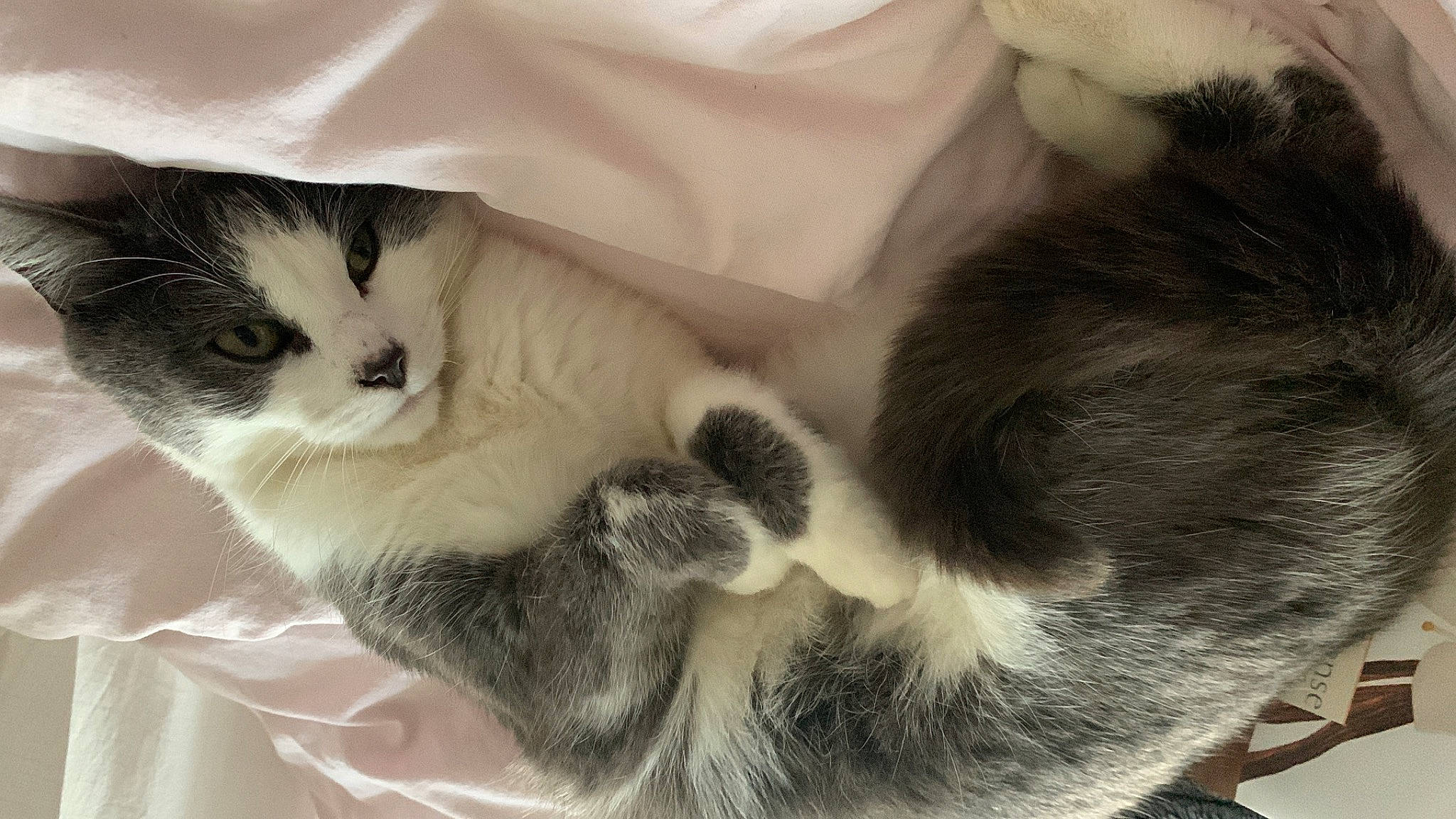 Matcha a rejoint le concours — aidez-le/la à gagner de superbes lots ! balinese, carnivore, cat, claw, comfort, domestic_short_haired_cat, ear, eye, fawn, felidae, fur, nap, paw, sleep, small_to_medium_sized_cats, snout, tail, whiskers