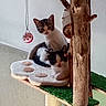 cat, kittens, two_cats, pet, animal, kitten, tabby, black_and_white, cat_tree, scratching_post, pet_furniture, paw_shaped_bed, wood, indoor, home, playful, sleepy, hanging_toy, green_platform, portrait