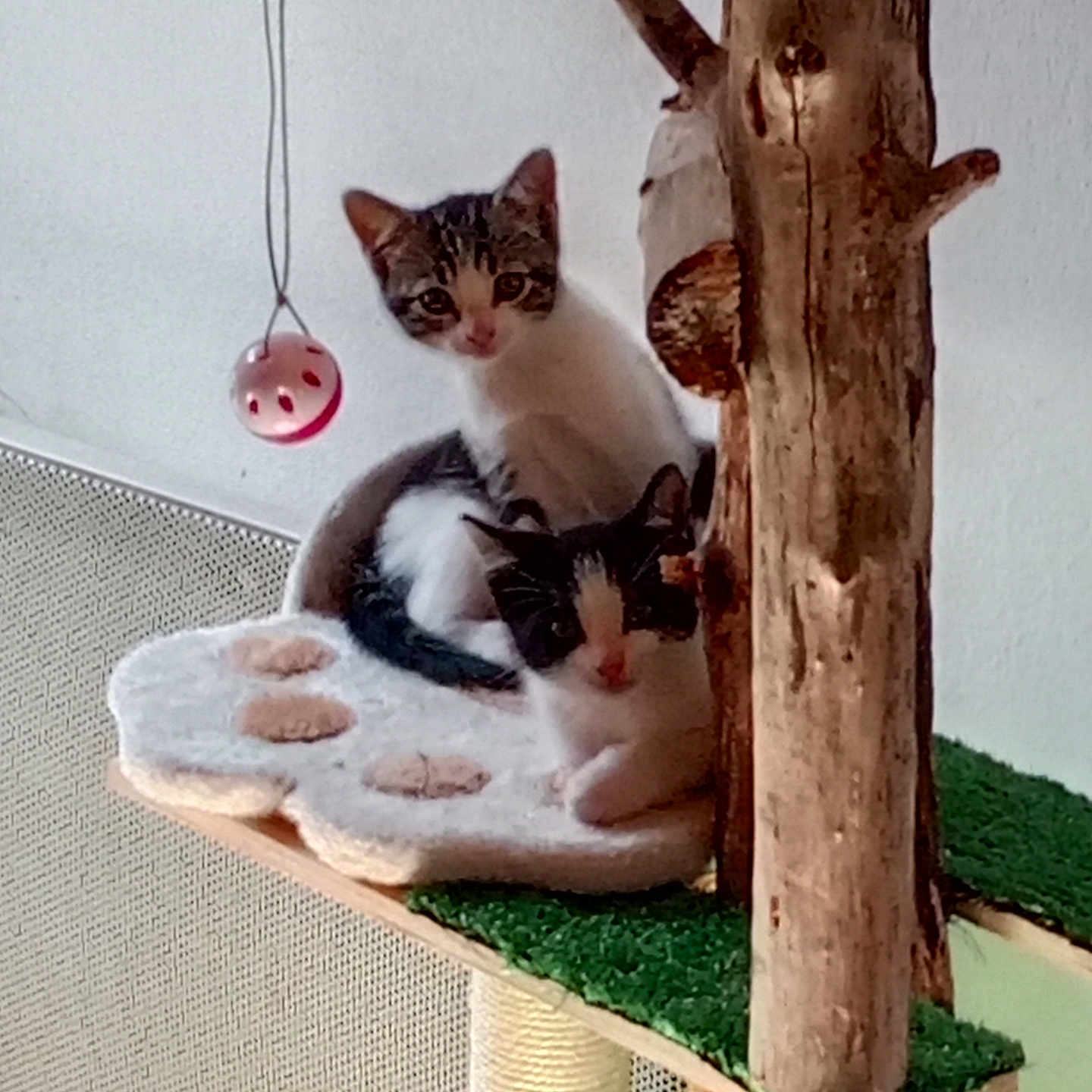 Bandit Et Bela a rejoint le concours — aidez-le/la à gagner de superbes lots ! cat, kittens, two_cats, pet, animal, kitten, tabby, black_and_white, cat_tree, scratching_post, pet_furniture, paw_shaped_bed, wood, indoor, home, playful, sleepy, hanging_toy, green_platform, portrait