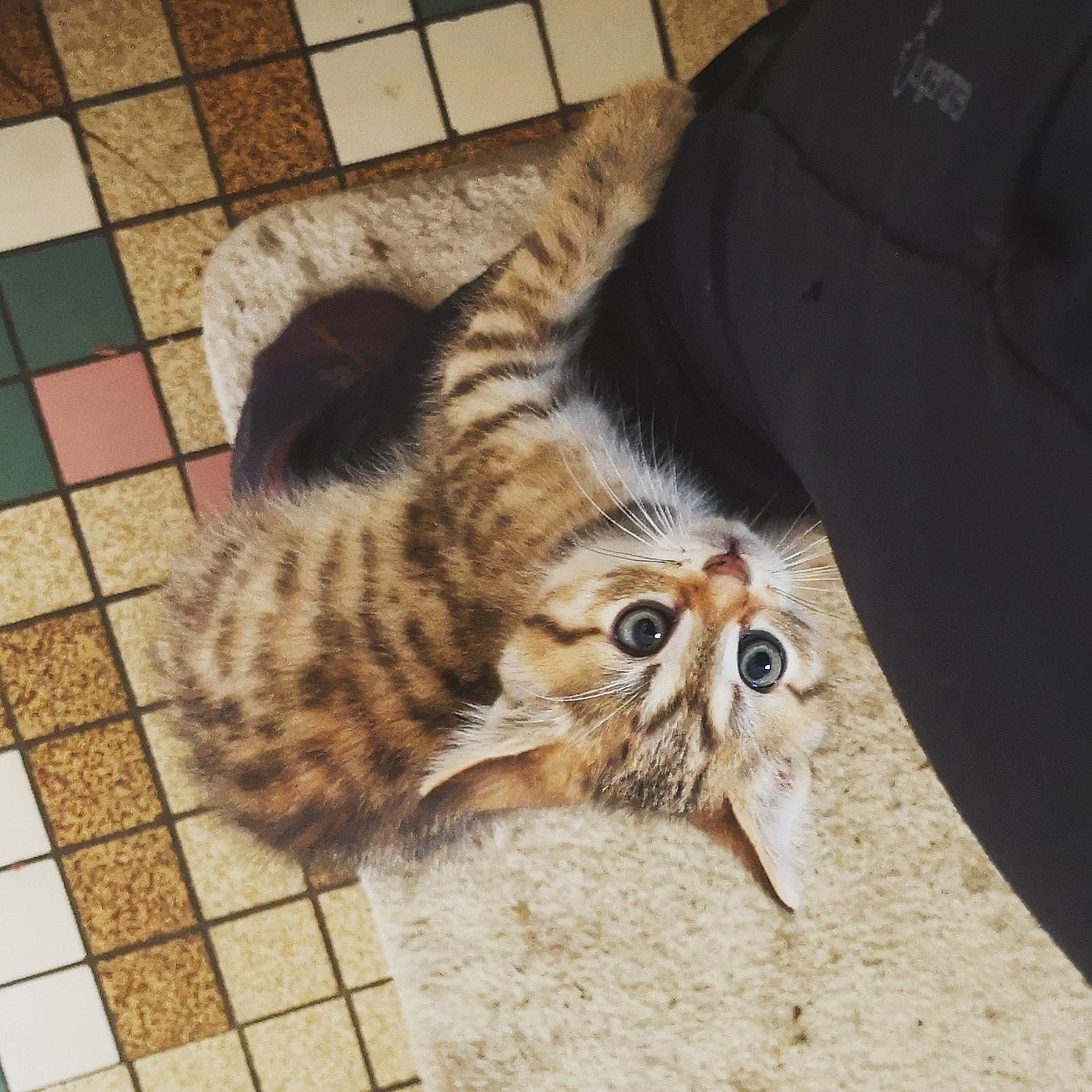 Pocket participe au concours pour gagner de l'argent avec cette photo : asian, bengal, carnivore, cat, claw, ear, european_shorthair, eye, felidae, floor, flooring, fur, kitten, small_to_medium_sized_cats, tabby_cat, tail, tile, whiskers, wild_cat