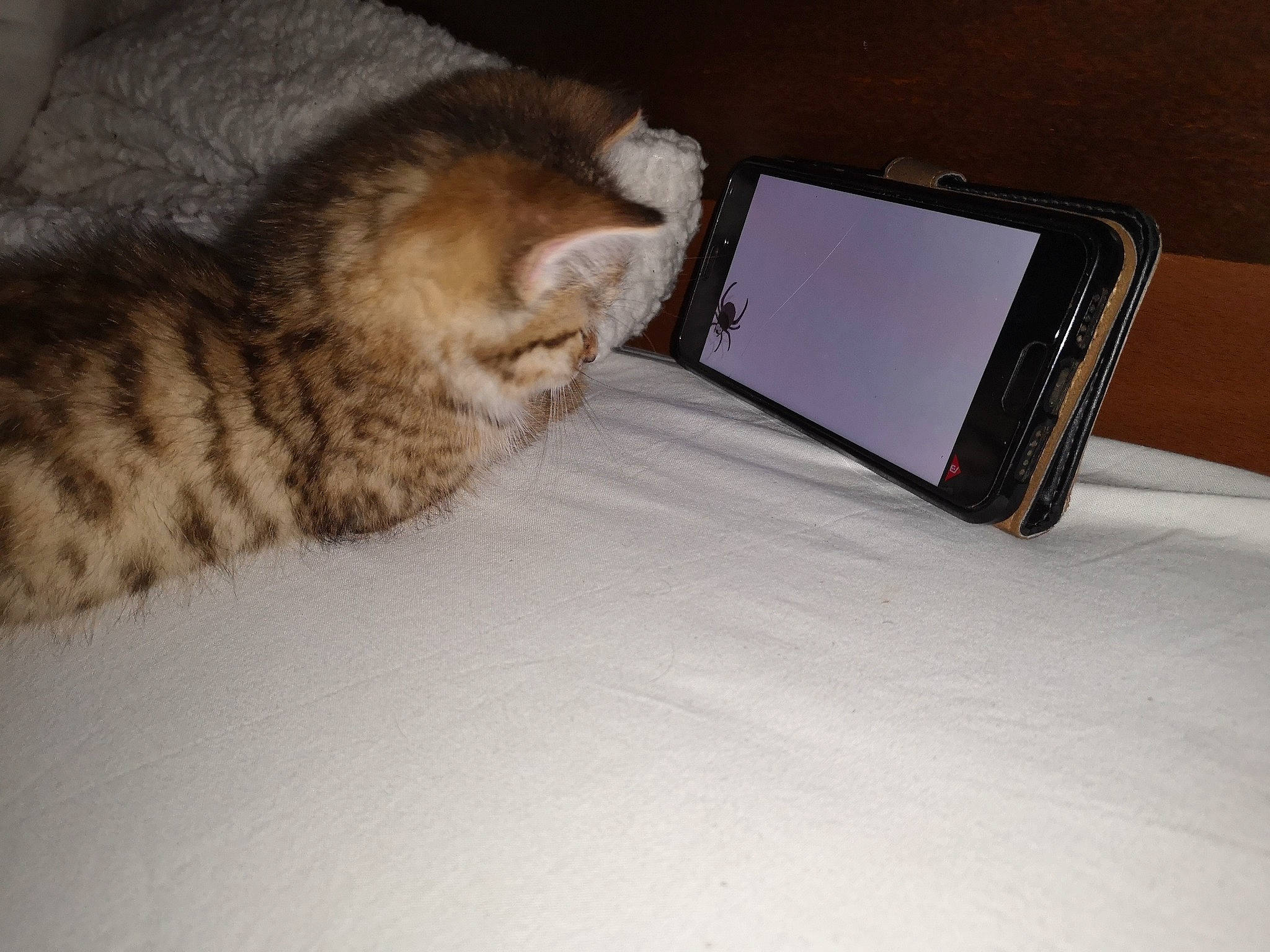 Pocket participe au concours pour gagner de l'argent avec cette photo : american_shorthair, bengal, carnivore, cat, communication_device, domestic_short_haired_cat, electronic_device, european_shorthair, felidae, fur, gadget, kitten, mobile_phone, paw, small_to_medium_sized_cats, tabby_cat, tail, technology, whiskers