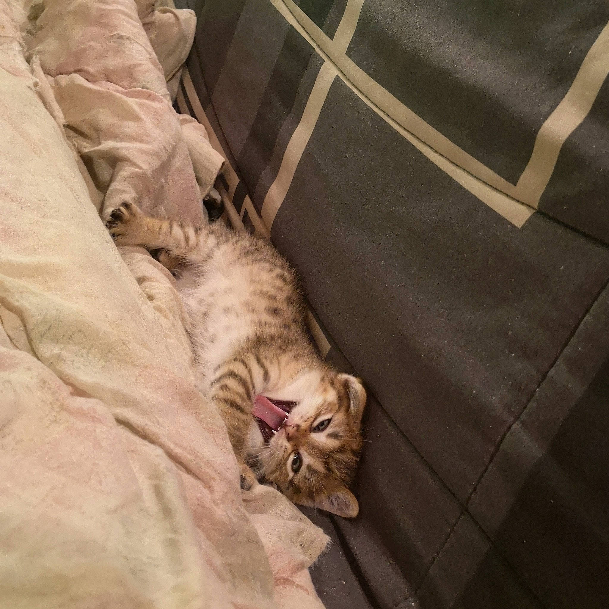 Pocket a rejoint le concours — aidez-le/la à gagner de superbes lots ! asian, bengal, carnivore, cat, comfort, dragon_li, egyptian_mau, european_shorthair, fawn, felidae, fur, kitten, nap, ocicat, sleep, small_to_medium_sized_cats, tabby_cat, tail, whiskers