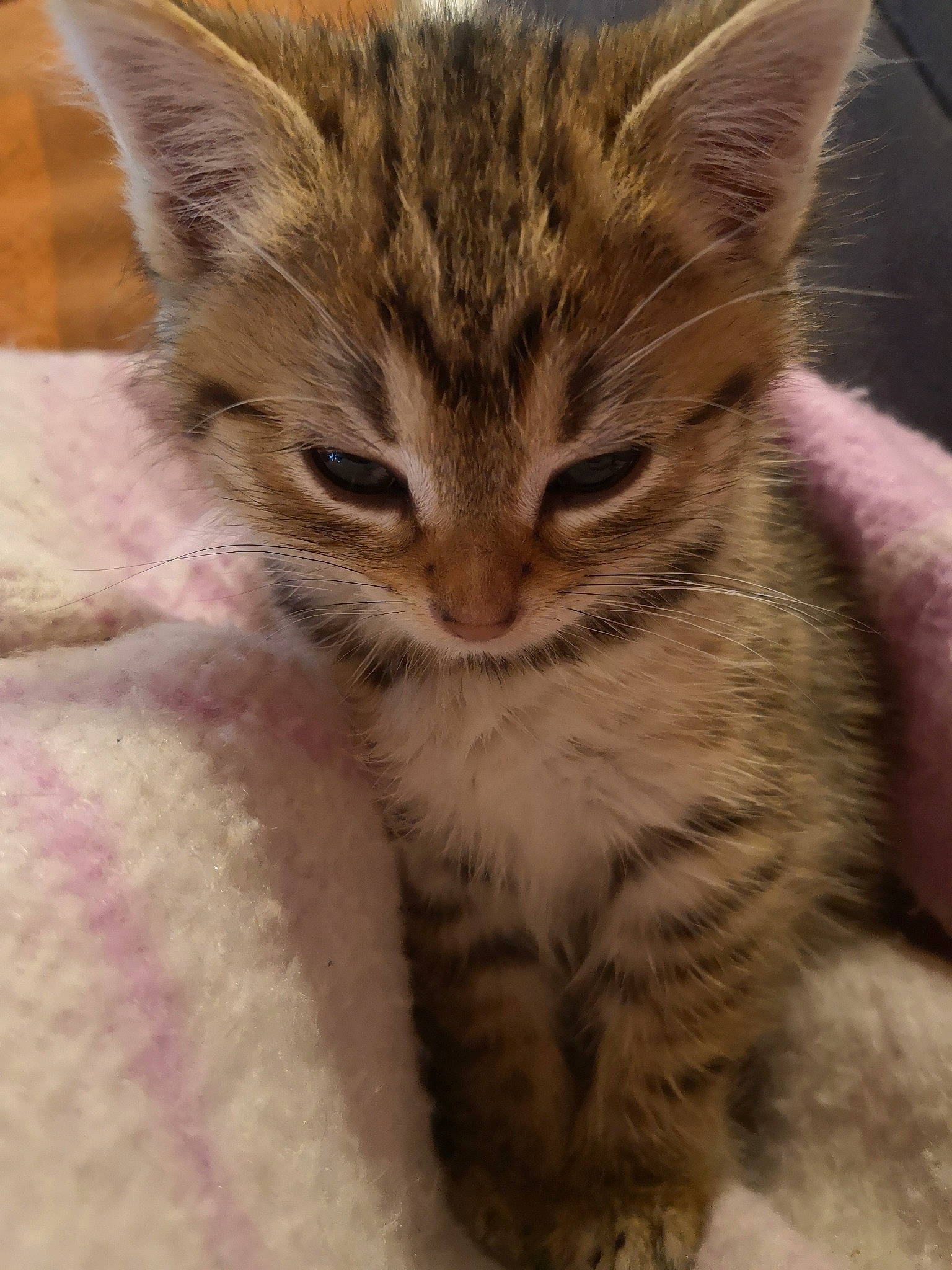 Pocket a rejoint le concours — aidez-le/la à gagner de superbes lots ! aegean_cat, asian, australian_mist, british_semi_longhair, california_spangled, carnivore, cat, close_up, domestic_short_haired_cat, dragon_li, european_shorthair, felidae, kitten, mammal, pixie_bob, small_to_medium_sized_cats, snout, tabby_cat, vertebrate, whiskers