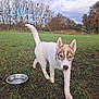 dog, puppy, grass, field, water_bowl, outdoor, nature, tree, sky, cloud, autumn, leafless_tree, curious, animal, pet, walking, canine, young_dog, tongue_out, daytime