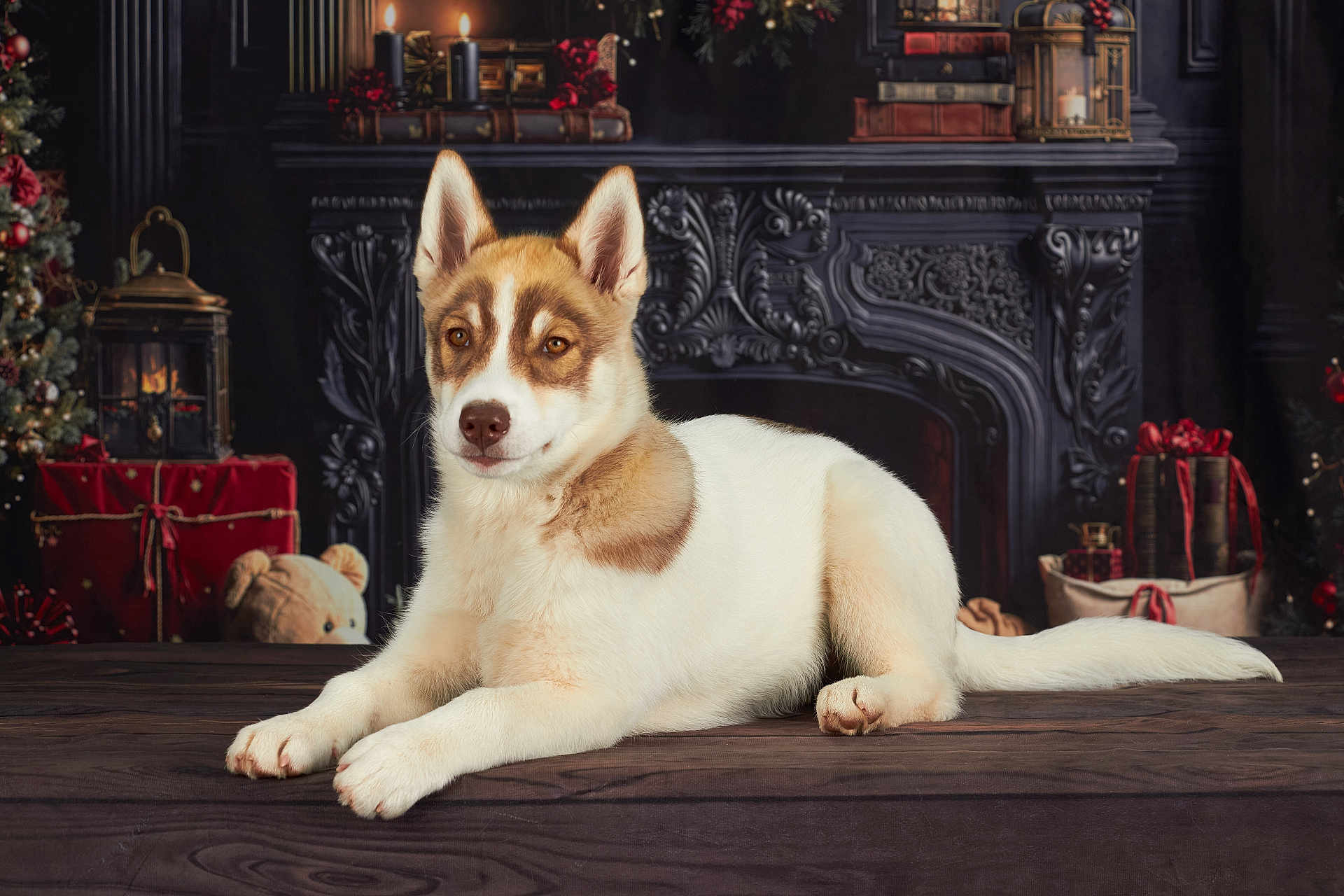 Aïna participe au concours pour gagner de l'argent avec cette photo : dog, animal, pet, lying_down, wooden_surface, fireplace, holiday, christmas_tree, gifts, teddy_bear, decorations, cozy, indoor, brown_and_white, ears_up, portrait, warm_lighting, festive, holiday_season, still_life