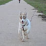 Aïna a rejoint le concours — aidez-le/la à gagner de superbes lots ! dog, puppy, husky, running, path, gravel, leash, grass, outdoor, animal, canine, happy, playful, walking, nature, pet, ears, tongue, collar, person