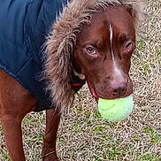 Toy Myrick is registered to the contest to win money with this photo: dog, tennis_ball, jacket, fur_hood, grass, outdoor, pet, brown_dog, animal, canine, playing, fetch, winter_clothing, close_up, focused, standing, mouth_holding, fur, nature, daylight
