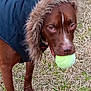dog, tennis_ball, jacket, fur_hood, grass, outdoor, pet, brown_dog, animal, canine, playing, fetch, winter_clothing, close_up, focused, standing, mouth_holding, fur, nature, daylight