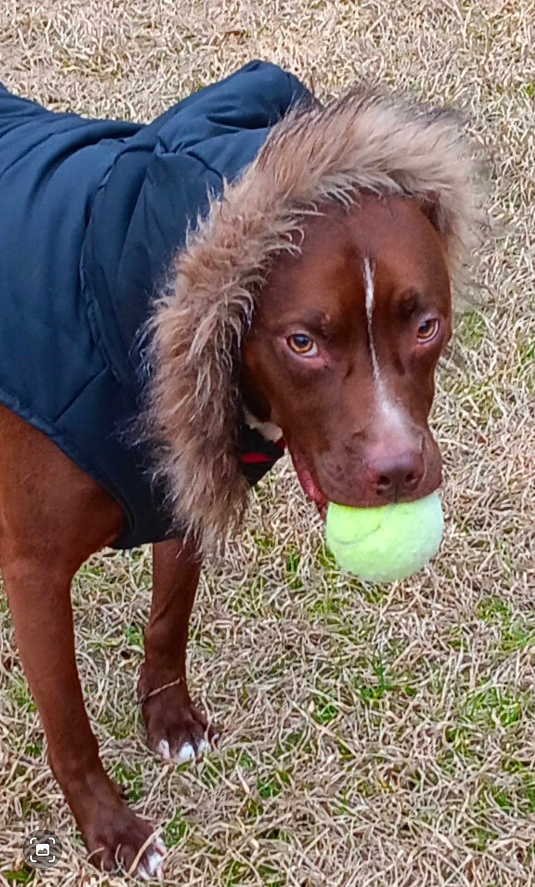Toy Myrick is registered to the contest to win money with this photo: dog, tennis_ball, jacket, fur_hood, grass, outdoor, pet, brown_dog, animal, canine, playing, fetch, winter_clothing, close_up, focused, standing, mouth_holding, fur, nature, daylight