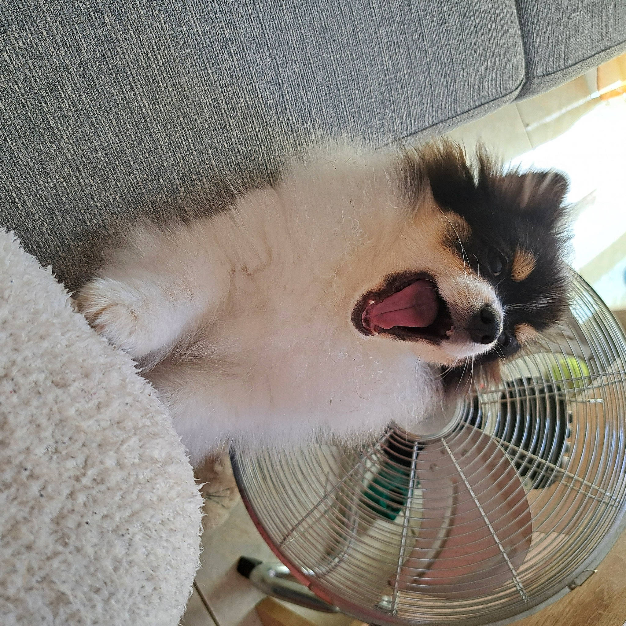 Ulysse a rejoint le concours — aidez-le/la à gagner de superbes lots ! animal_shelter, basket, cage, carnivore, cat, comfort, companion_dog, domestic_short_haired_cat, fawn, felidae, fur, mechanical_fan, mesh, paw, pet_supply, small_to_medium_sized_cats, snout, spoke, tail, whiskers