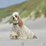 Vidocq a rejoint le concours — aidez-le/la à gagner de superbes lots ! dog, beach, sand, curly_fur, outdoor, nature, animal, pet, collar, dune, calm, sitting, tongue_out, fluffy, brown_and_white, canine, summer, daylight, relaxed, cute
