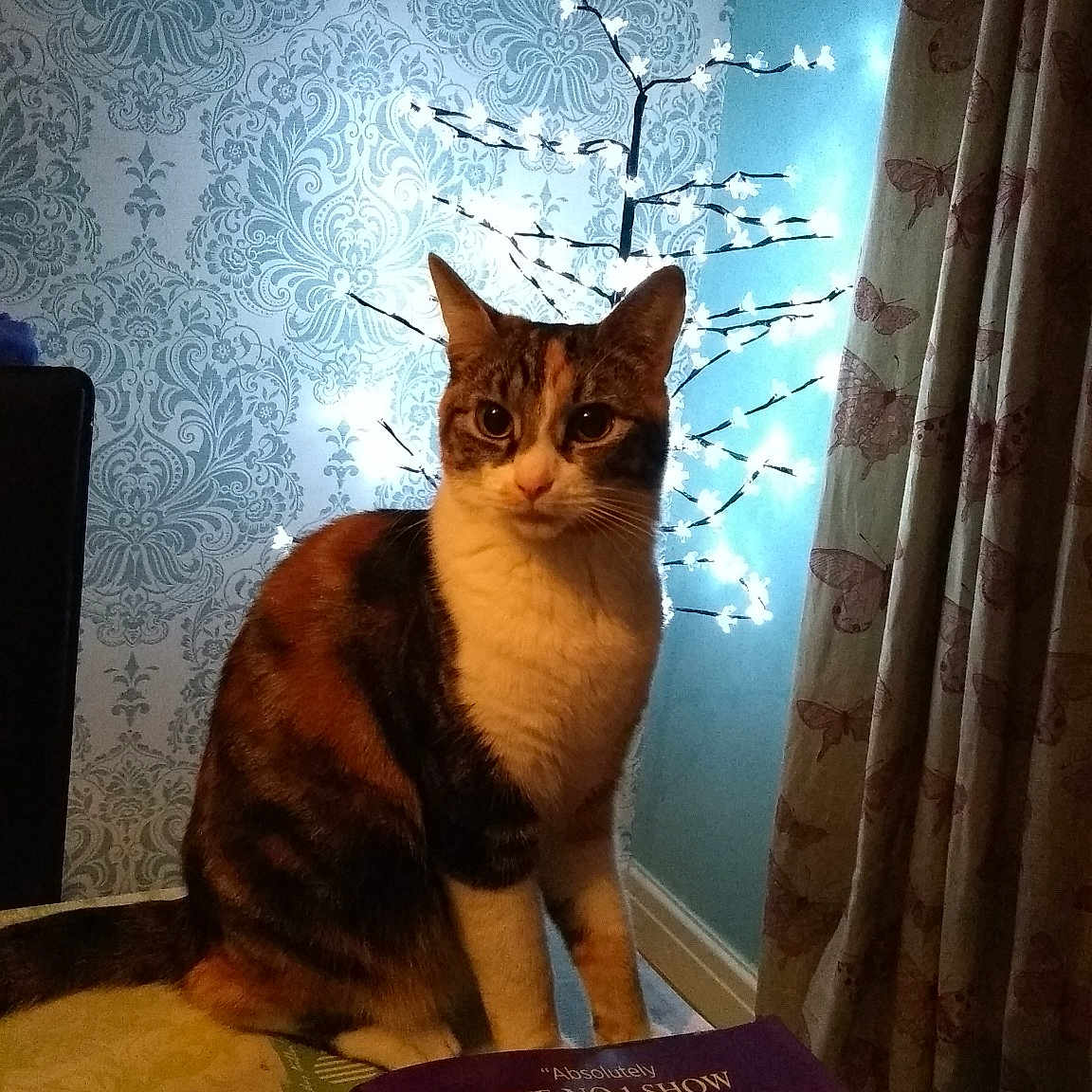 Missy is registered to the contest to win money with this photo: carnivoran, cat, cat_like_mammal, mammal, small_to_medium_sized_cats, vertebrate, whiskers, window