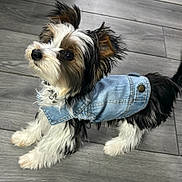 Ulysse a rejoint le concours — aidez-le/la à gagner de superbes lots ! accessories, animal, canine, clothing, coat, cockerspaniel, dog, footwear, hardwood, hound, jacket, jeans, pants, papillon, pet, puppy, shoe, terrier, vest, wood