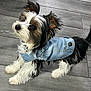accessories, animal, canine, clothing, coat, cockerspaniel, dog, footwear, hardwood, hound, jacket, jeans, pants, papillon, pet, puppy, shoe, terrier, vest, wood