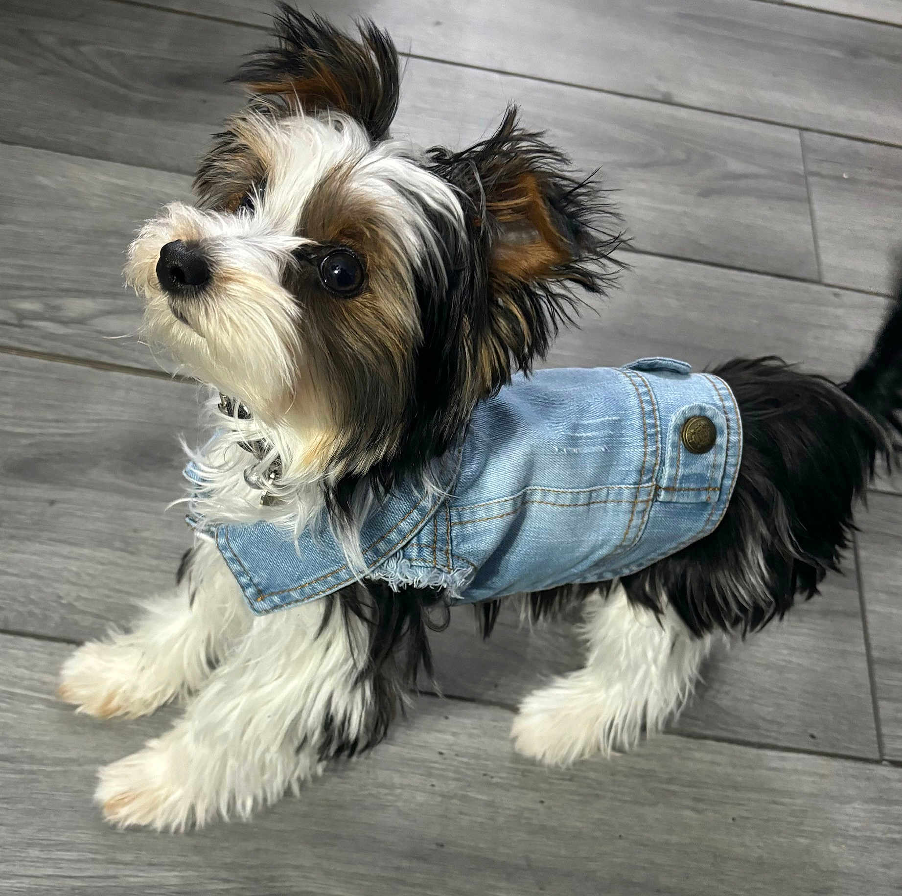Ulysse a rejoint le concours — aidez-le/la à gagner de superbes lots ! accessories, animal, canine, clothing, coat, cockerspaniel, dog, footwear, hardwood, hound, jacket, jeans, pants, papillon, pet, puppy, shoe, terrier, vest, wood