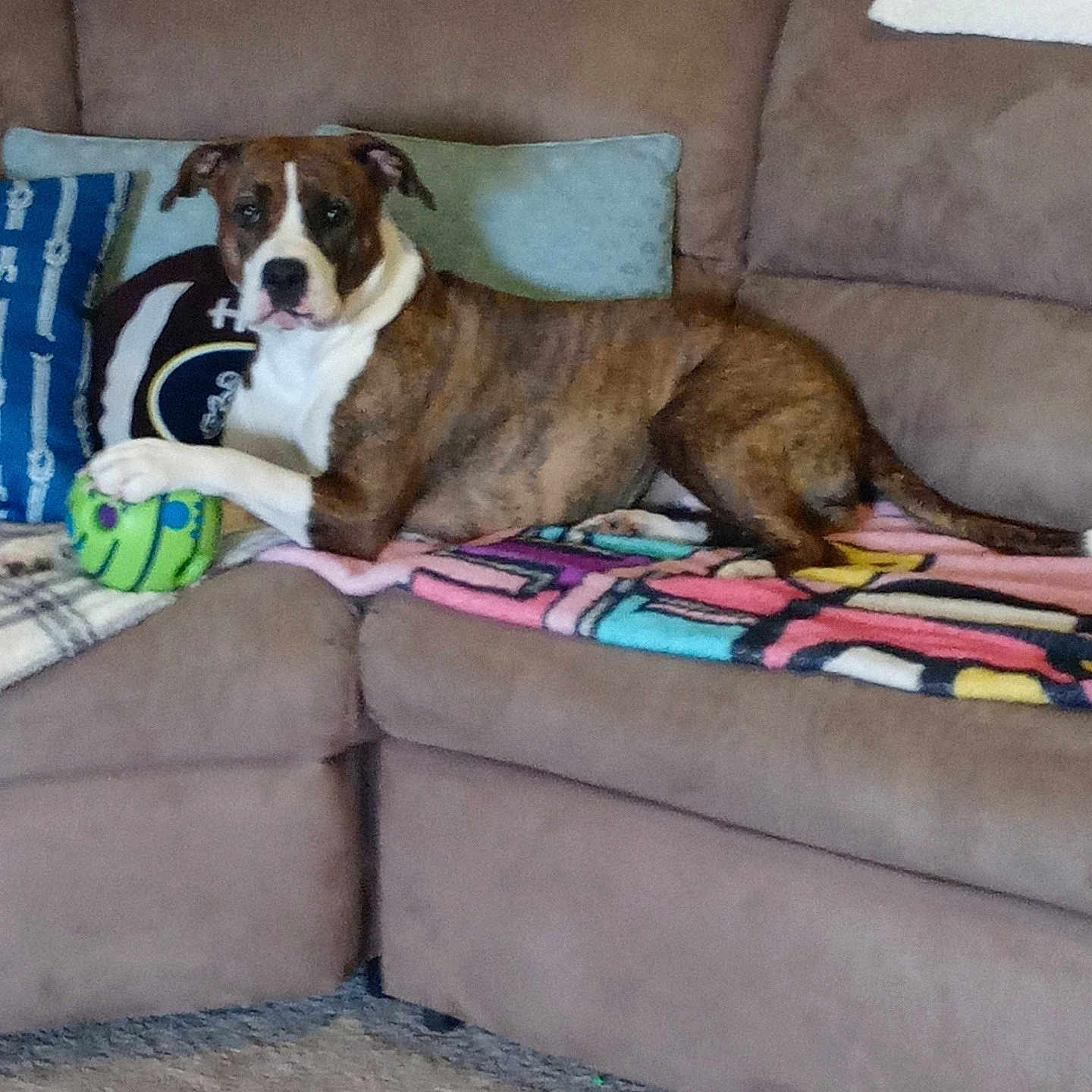 Pumpkin is registered to the contest to win money with this photo: animal, architecture, ball, boxer, building, bulldog, canine, couch, cushion, dog, furniture, homedecor, indoors, interiordesign, livingroom, pet, puppy, room, sport, tennis
