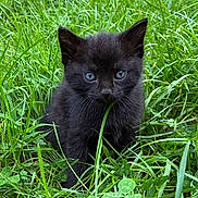 Crow joined the competition — help win amazing prizes! cat, kitten, black_cat, animal, pet, feline, grass, outdoors, nature, greenery, portrait, close_up, sitting, looking_at_camera, blue_eyes, whiskers, fur, ears, garden, wildlife