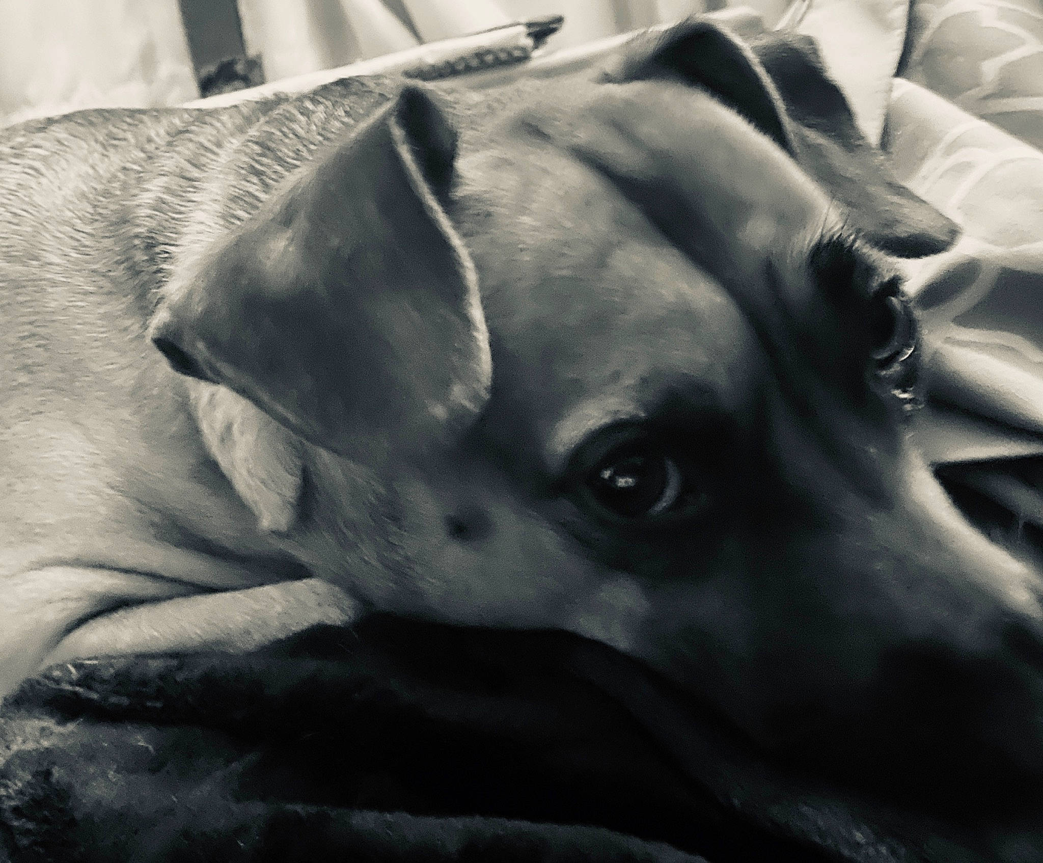 Moose is registered to the contest to win money with this photo: canidae, carnivore, close_up, comfort, companion_dog, dog, dog_breed, fawn, fur, grey, guard_dog, monochrome, monochrome_photography, nap, snout, sporting_group, terrestrial_animal, toy_dog, whiskers, working_animal