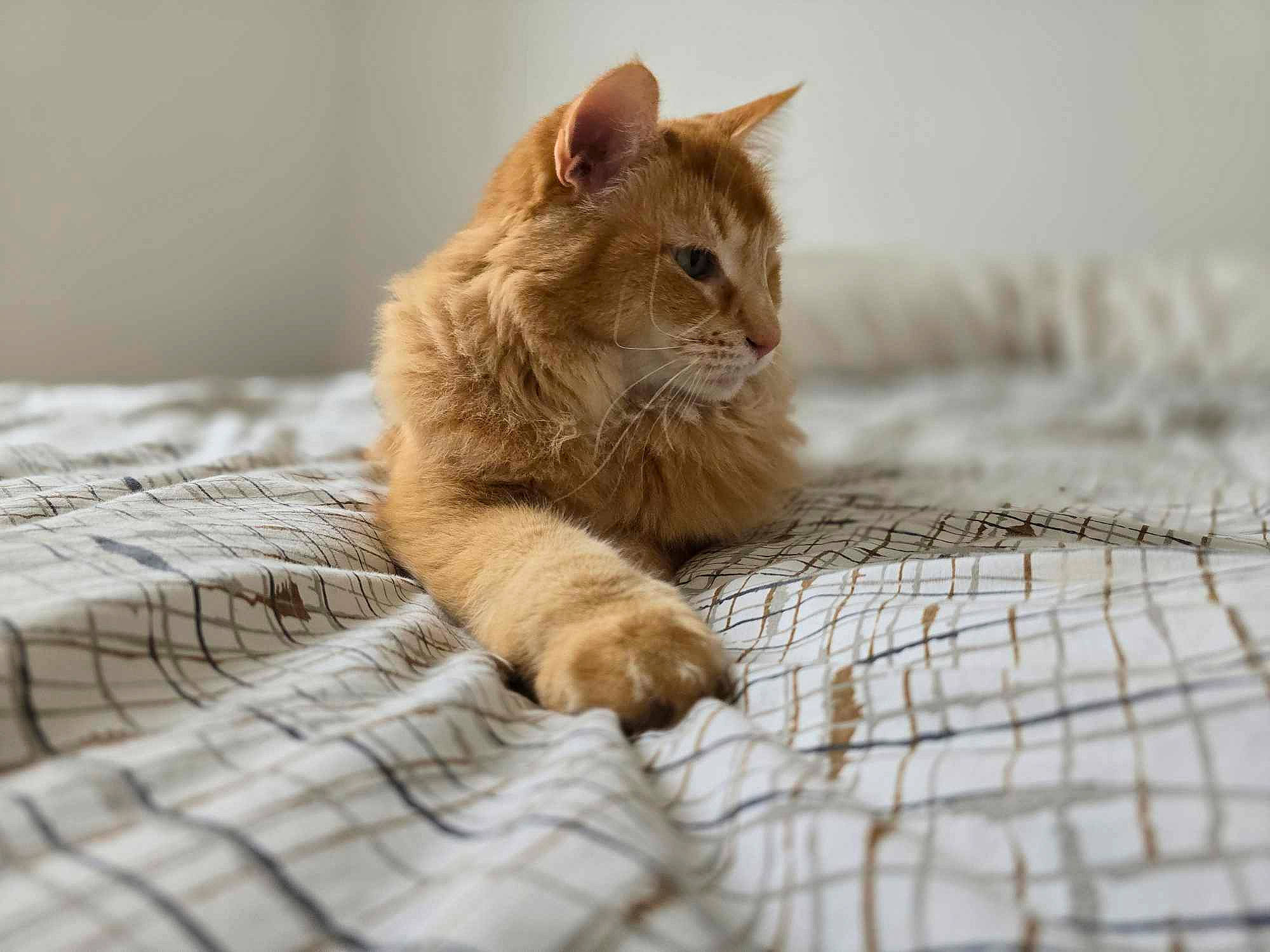 Snow participe au concours pour gagner de l'argent avec cette photo : carnivore, cat, claw, comfort, domestic_short_haired_cat, fawn, felidae, fur, linens, paw, pet_supply, sitting, small_to_medium_sized_cats, snout, tail, terrestrial_animal, whiskers, wildlife, wood